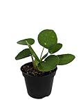 Hirt's Gardens Chinese Money Plant - Pilea peperomiodes - 2.5' Pot