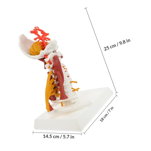 Vertèbre cervicale anatomique modèle médical en PVC blanc avec muscles