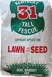 Kentucky Fescue 31 5 LB