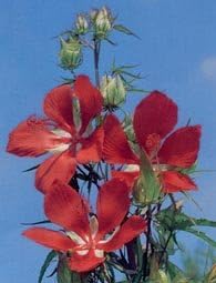 Hibiscus coccineus Red Texas Star 100 Seeds