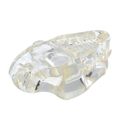 Miniatura 6 de Modelo de dientes felinos de resina transparente Felidae,Modelo de dientes de gato,Modelo de dentición de gato