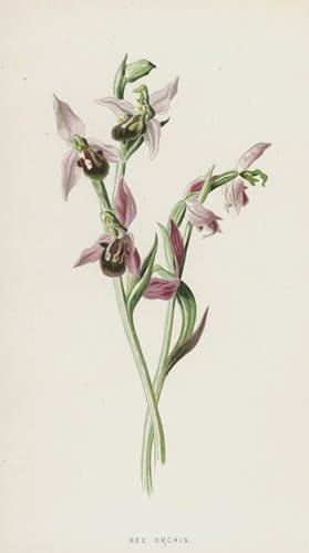 Tableaux Tableau Toile Affiches d'Art Bee Orchis Peinture Décorative Murale
