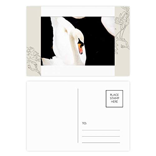 Carte postale cygne blanc pour ne jamais manquer de cartes de remerciement de qualité
