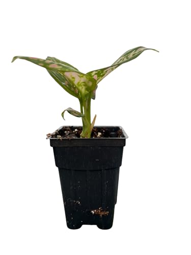 Red Valentine Chinese Evergreen Plant - 2.5" Pot - Aglaonema