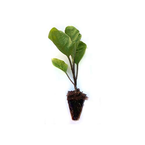 Plantel de berenjena 1 unidad