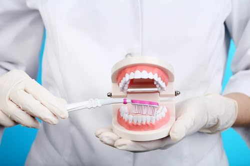 Image of Teeth Model Teaching Kids To Brush Standard Dental Clinic Accessories Dental Models For Patient Education Dentures Teeth Set Denture Model For Studying Displaying - 1