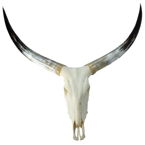 Image of HORNCRAFT Genuine Cattle Skull with Long Paired Ox Horn | Horn Polished Finish | Wall Mountable | Wall Sculpture Taxidermy for Home and Office Decoration