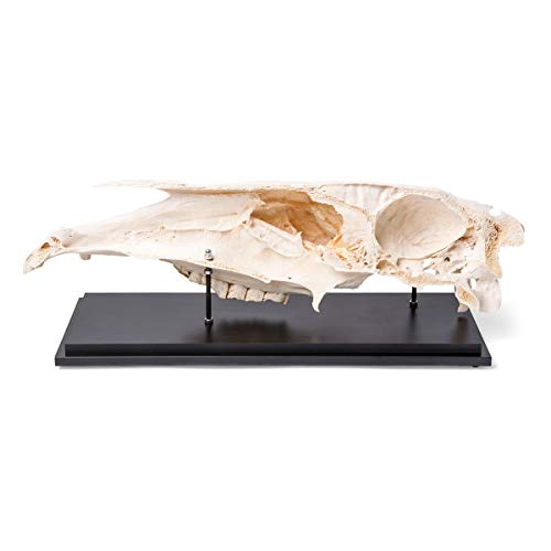 Image of 3B Scientific GmbH T300172 Half Horse Skull