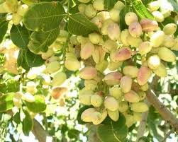 The Royal Crafty Live Plant Nursery Plants Pistachio plant (Grafted) -Fruit Plants & Tree Outdoor Living Indoor Plants (B0CV7MBYCQ) Amazon Price History, Amazon Price Tracker