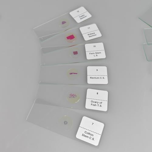 Image of 30 Pcs Microscope Slides Prepared Biology Specimen Lab Sample with Insects Plants Science Learning Home School