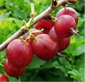 Oxiflora® Thai Red Amla Grafted or clone hybrid - 1 Healthy Live Super Yielding Early Fruting Thai Red Amla Fruit Plant' 1-1.5 Ft Height in Nursery Grow Bag for Home Garden