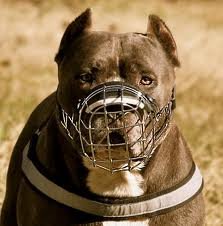Muselière en métal robuste anti-morsure avec panier large pour Pitbull