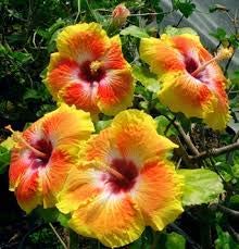 See full amazon price history chart for OXTIC Rare Dwarf Orange Hibiscus Flower Plant (1 Live Plant) with Pot OXTIC Rare Dwarf Orange Hibiscus Flower Plant (1 Live Plant) with Pot (B08QJ6P3NB) Amazon Price History, Amazon Price Tracker