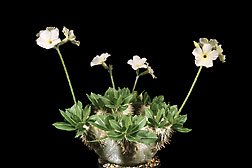 Amazon.co.jp: 【多肉植物／種子】Pachypodium Eburneum