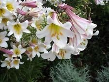 10 semillas de flores blancas y rosas de Royal  King's Lilium Regale
