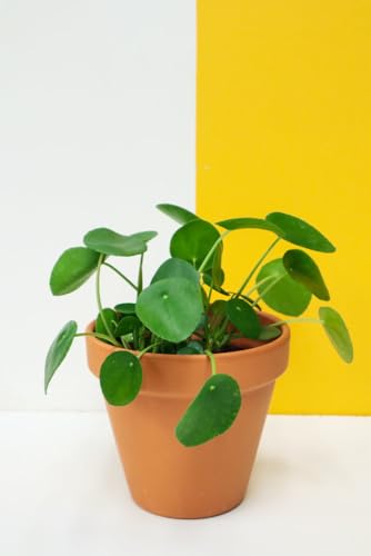 Image of CHINESE MONEY PLANT HYBRID ORGANIC INDOOR AND OUTDOOR PODA 1 HEALTHY LIVE GARDEN TREE