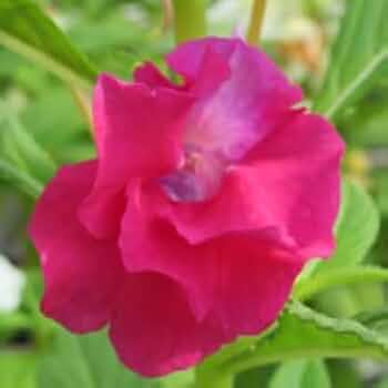 ユキ様夏色雨の日sale！現品限り　鳳仙花色(ほうせんか)のピアス14kgf 鳳仙花（ホウセンカ） | 空のいろ 花のいろ