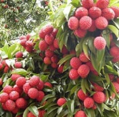 Green view Sweet Big Size Swarnarupa Litchi - 1 Healthy Live Super Yielding Deep Golden Red Colour Litchi Fruit Plant 2.5 Ft Height in Nursery Grow Bag for Home Garden (B0BTM5FDQX) Amazon Price History, Amazon Price Tracker