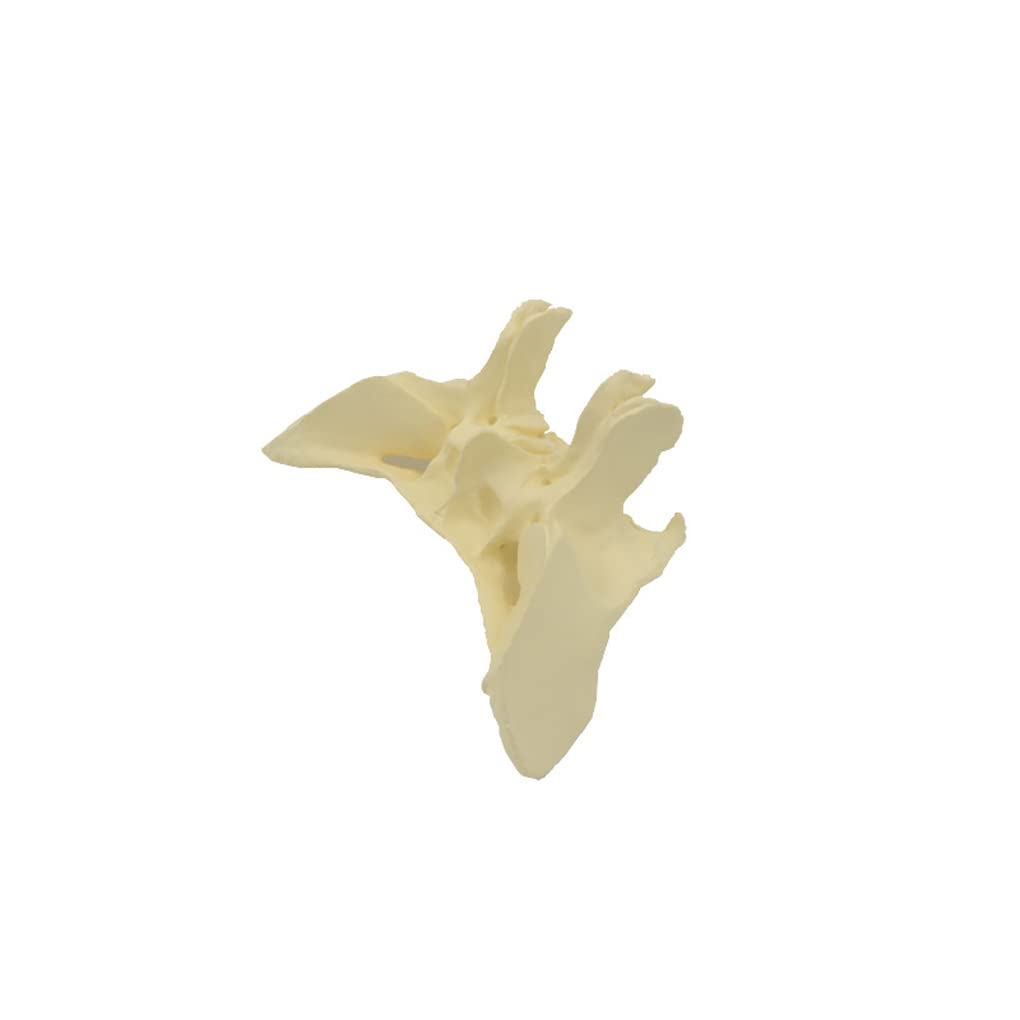 Vergrößertes Modell Des Sphenoidknochens, Menschliches Sphenoid -Knochenmodell, Das Aus Einem Echten Menschlichen Sphenoid -Knochen -Exemplar -Replikat -Anatomie -Modell 24.5*10*16 Cm Gegossen Wird