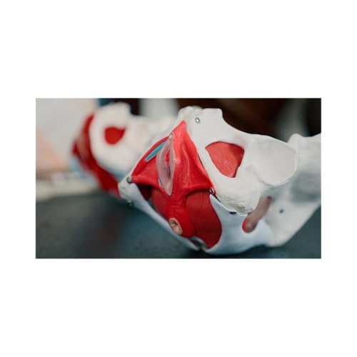 Pelvic Floor Therapy Explained: What Every Woman Should Know | Dr. Lisa Dickinson & Dr. Meghan Bennett