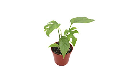 Mini Monstera - 4'' from California Tropicals