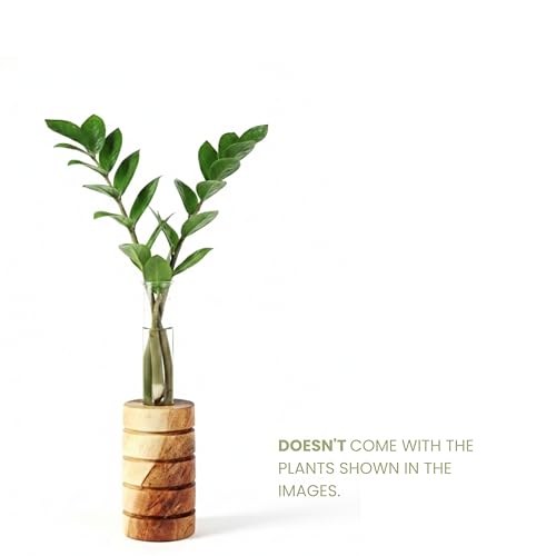 Image of Pilwal's Grooved Wooden Test Tube Vase | Big Test Tube Design for Cuttings & Hydroponics | Minimalist Wooden Planter | Modern Flower Stand | Unique Home Office Decor Gift. (Grooved Design)