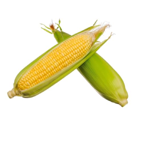 Fresh Sweet Corn 500-600 g UAE 2-3 Pcs