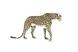 Hansa 6544 Cheetah Life Size Stand Jacq 50 in.L