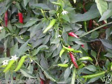 1000 Birds Eye - African Birds Eye Pepper SEEDSWHOLESALE