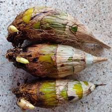 Cymbidium Orchid Flower Plant Bulb||Live Healthy Orchid Bulb for Home Garding|Unique Orcid Flowering Bulb For Garden Decor|Rare Exotic Premium Cymbium Varity Orcid Flower Bulb|(Pack of-1 Bulb) A-18-image-24