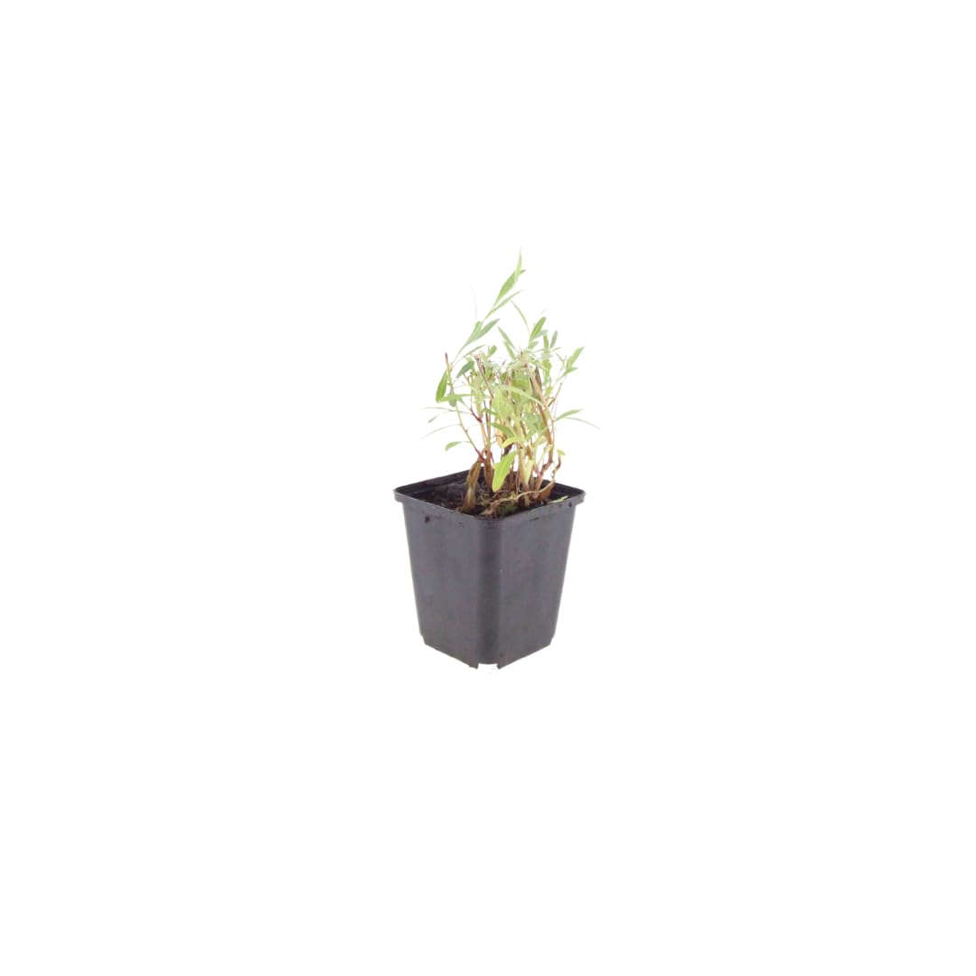 Gaura Lindheimeri Piante Perenni, Fiori Bianchi e Rosa, 12 Pezzi, Ø9cm