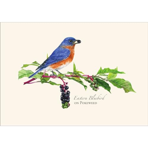 Image of Earth Sky + Water - Bluebird on Pokeweed Notecard Set - 8 Blank Cards with Envelopes