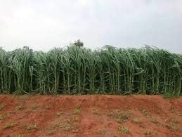 Intagrofarms Super Napier - 50 Grass Slips