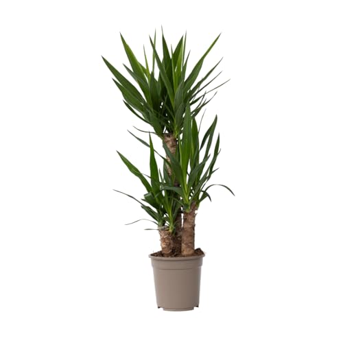 Plant in a Box - Yucca Elephantipes - Palmlilie - Palme Zimmerpflanze groß - Topf 21cm - Höhe 70-80cm