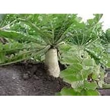 Soil Diver Radish 1 LB
