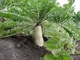 Soil Diver Radish 1 LB