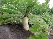 Soil Diver Radish 1 LB