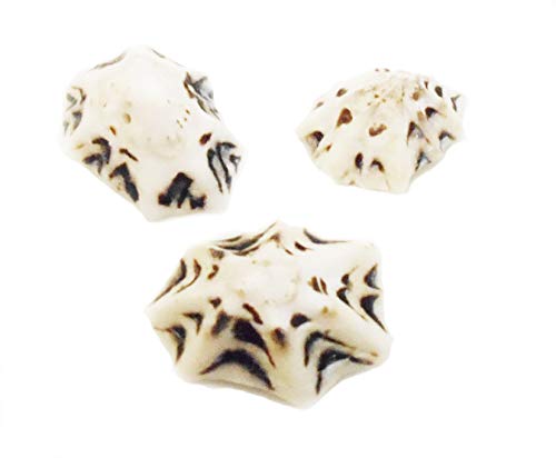 Set of 50 Small "Star" Limpet Shells - Little Black and White Seashells 3/4-1" (19-25mm) Beach Crafts Coastal Cottage Nautical Home Decor