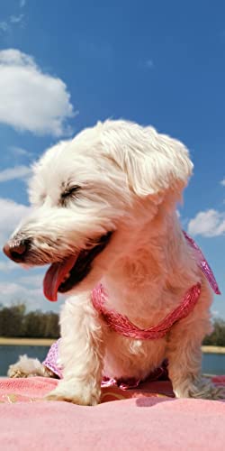 Image of CuteBone Dog Bikini Dress, Stylish Swimsuit Costume for Small Dogs, Comfortable & Adjustable Puppy Bathing Suit, Soft Outfit Pet Apparel for Beach, Pool and Summer Fun DB15M
