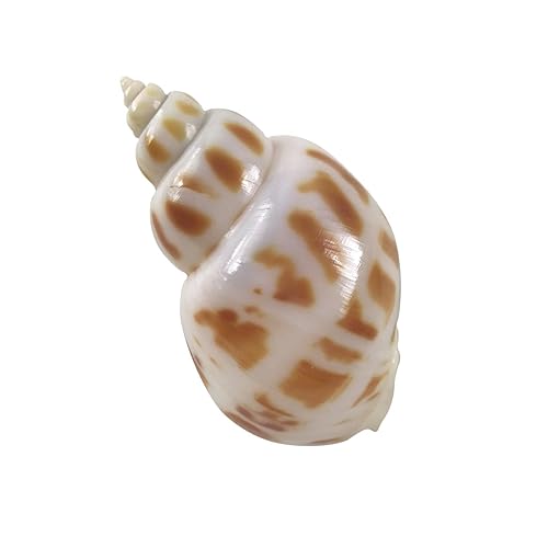 Image of MMvolesy Assorted Turbo Shell,Hermit Crab Shells 5Pc 1.5-2 Inch