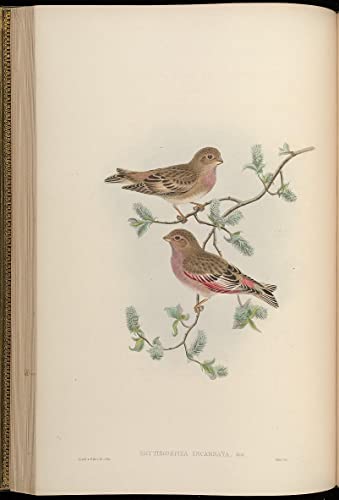Peinture Murale Oiseau John Gould Impression Toile Luxe