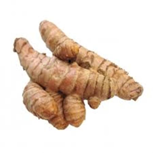 Fresh Turmeric Root - Grown in the USA -4 oz of Root, premium quality for growing plants or kitchen use. Turmeric has a warm, flavorful taste