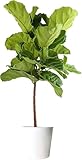 Costa Farms Fiddle Leaf Fig Tree Live Plant in Decorative Plant Pot, Large Indoor Houseplant, Perfect for Home, Room, or Office Decor, Great House Warming or Birthday Gift, 3-4 Feet Tall