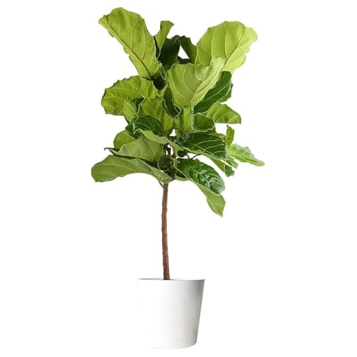 Fiddle Leaf Fig Indoor Plant Gift