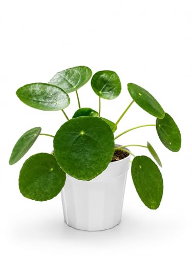 Chinese Money Plant - Pilea Peperomioides Plant Live - Air Purifying Plants Live Houseplants - Low Maintenance Coin Plant - Feng Shui Indoor House Plant for Good Luck