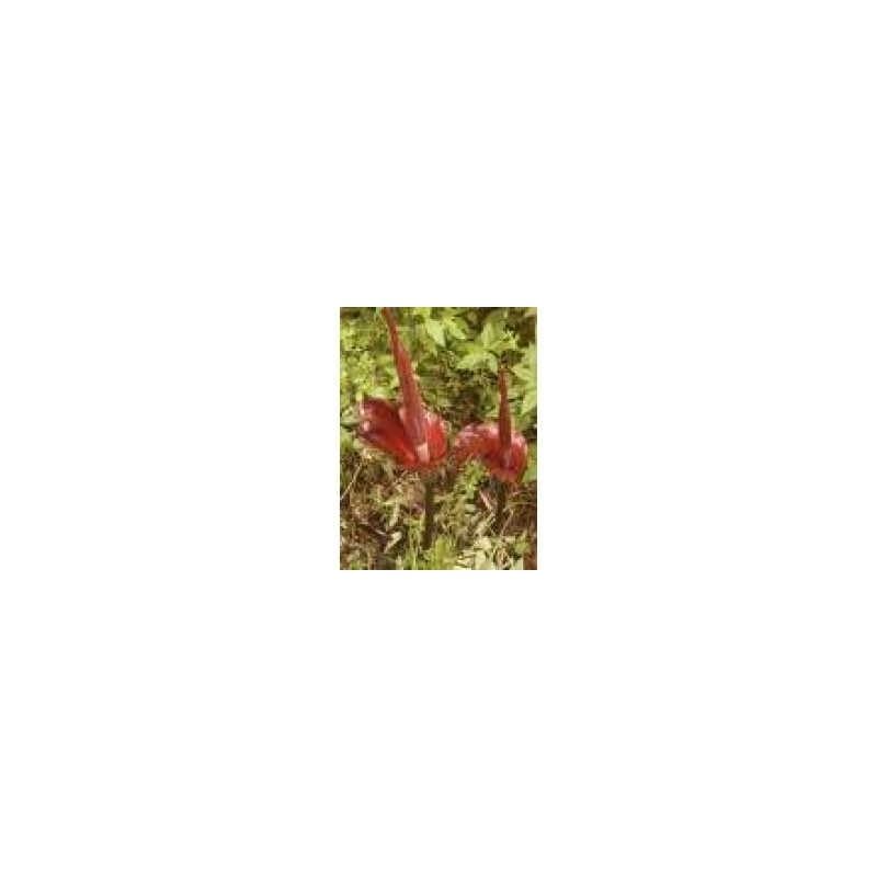 Konjak (Glucomanan Konjak) 250 g PULVER Amorphopallus konjax