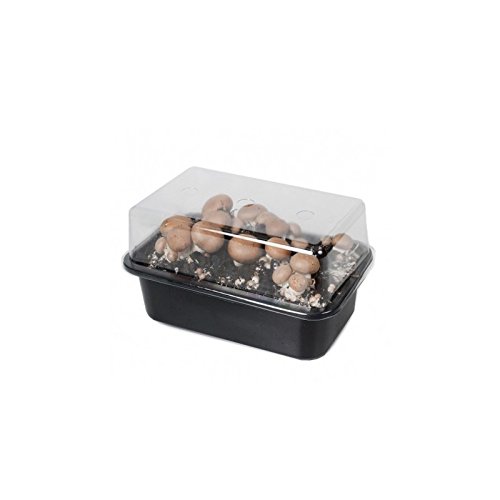 Kit Prêt à Pousser Champignons de Paris Gris