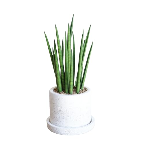 サンスベリア 育てやすい お手入れかんたん 白色鉢植え セメントホワイト 卓上サイズ 観葉植物 本物 サンセベリア バキュラリス ミカドのサムネイル
