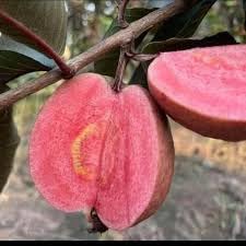 Image of ZXXYANBI Black Diamond Guava Layering /Grafted Fruit Live Plant (Height 1.5-2 Feet) rare and exotic fruiting tree, Fruits After 6 Month, sweet, aromatic pink-red flesh, 1 Healthy Plant For Home Garden