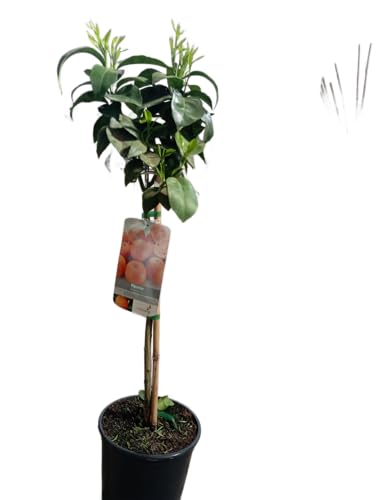 Naranjo Natural en Maceta de 17cm Árbol Grande con Fruta Exquisita y Aroma Cítrico